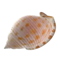 caracol