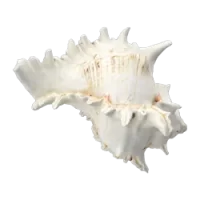 caracol_5